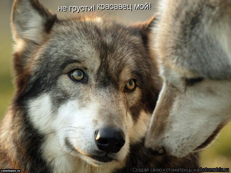 не грусти! красавец мой!... Котоматрица: не грусти! красавец мой!
