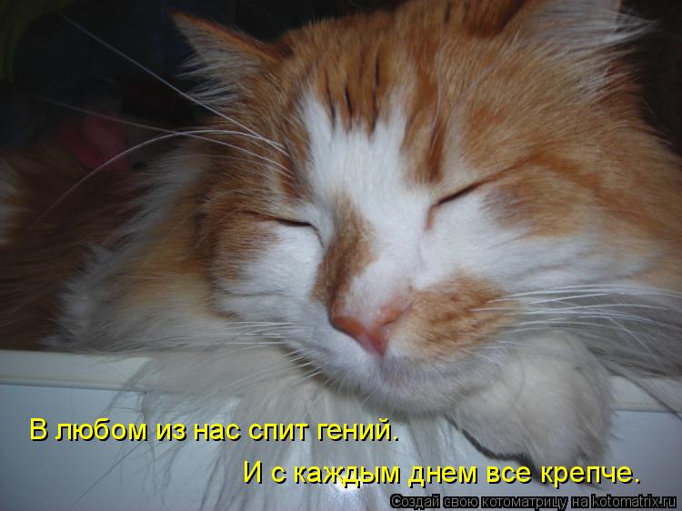 Котоматрица: В любом из нас спит гений.  И с каждым днем все крепче.