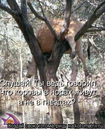 Слушай! Ты ведь говорил, что коровы в норах живут, а не в гнёздах?... Котоматрица: Слушай! Ты ведь говорил, что коровы в норах живут, а не в гнёздах?