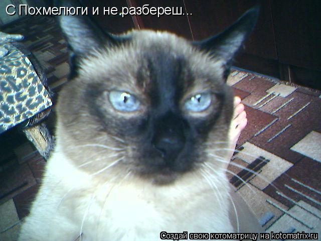 С Похмелюги и не разбереш...... Котоматрица: С Похмелюги и не разбереш...