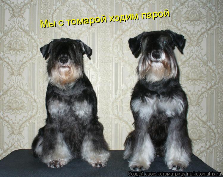 Мы с томарой ходим парой... Котоматрица: Мы с томарой ходим парой
