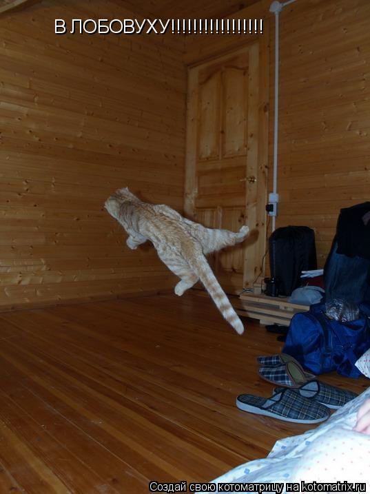 В ЛОБОВУХУ!!!!!!!!!!!!!!!!!... Котоматрица: В ЛОБОВУХУ!!!!!!!!!!!!!!!!!