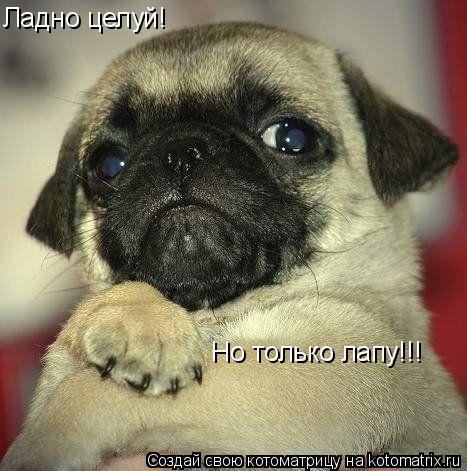 Ладно целуй! Но только лапу!!!... Котоматрица: Ладно целуй! Но только лапу!!!