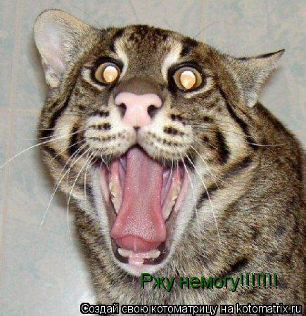Ржу немогу!!!!!!!... Котоматрица: Ржу немогу!!!!!!!