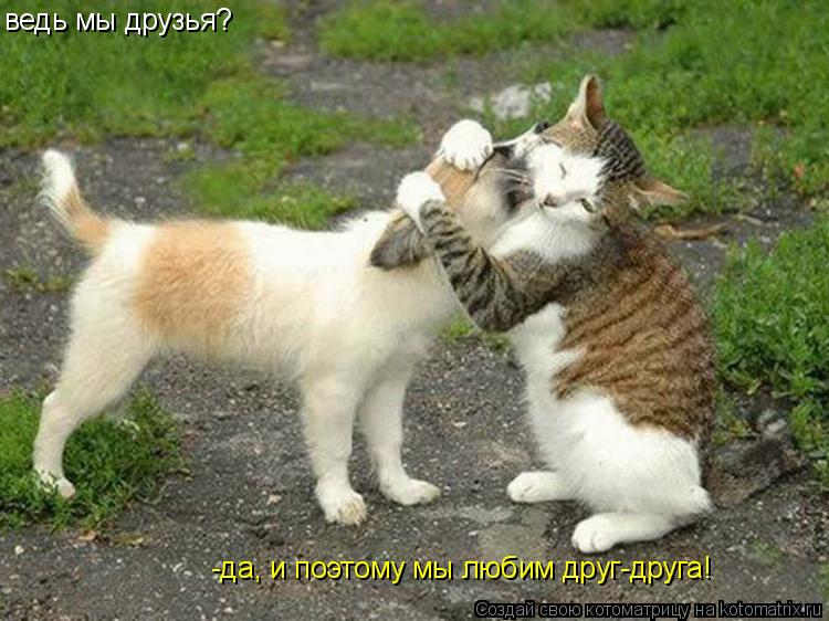 ведь мы друзья? -да, и поэтому мы любим друг-друга!... Котоматрица: ведь мы друзья? -да, и поэтому мы любим друг-друга!