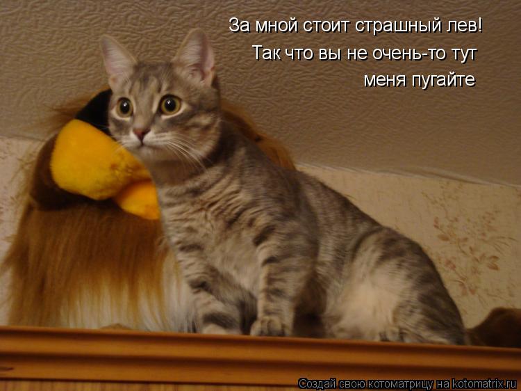 За мной стоит страшный лев! Так что вы не очень-то тут меня пугайте... Котоматрица: За мной стоит страшный лев! Так что вы не очень-то тут меня пугайте
