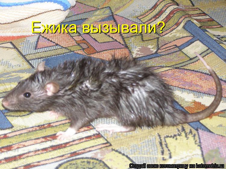 Ежика вызывали?... Котоматрица: Ежика вызывали?
