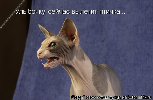 Улыбочку, сейчас вылетит птичка...... Котоматрица: Улыбочку, сейчас вылетит птичка...