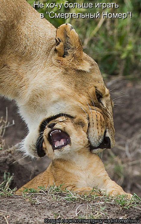 Не хочу больше играть в "Смертельный Номер"!... Котоматрица: Не хочу больше играть в "Смертельный Номер"!
