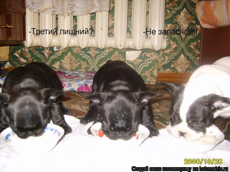 -Третий лишний? -Не запасной!!... Котоматрица: -Третий лишний? -Не запасной!!