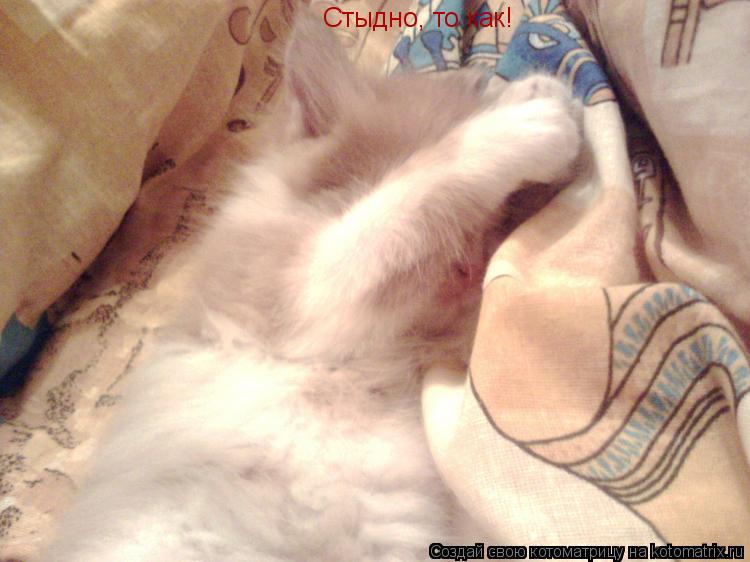 Стыдно, то как!... Котоматрица: Стыдно, то как!