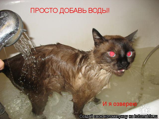 ПРОСТО ДОБАВЬ ВОДЫ! И я озверею... Котоматрица: ПРОСТО ДОБАВЬ ВОДЫ! И я озверею