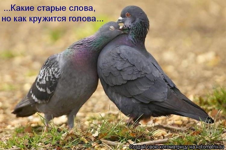 ...Какие старые слова, но как кружится голова...... Котоматрица: ...Какие старые слова, но как кружится голова...