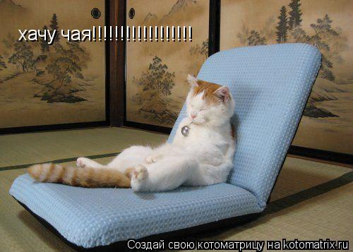 хачу чая!!!!!!!!!!!!!!!!!!... Котоматрица: хачу чая!!!!!!!!!!!!!!!!!!