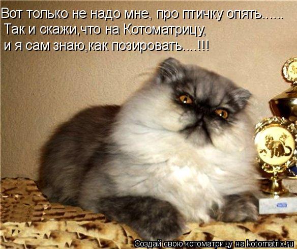 Котоматрица: Вот только не надо мне, про птичку опять...... Так и скажи,что на Котоматрицу, и я сам знаю,как позировать....!!!