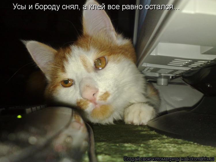 Усы и бороду снял, а клей все равно остался...... Котоматрица: Усы и бороду снял, а клей все равно остался...