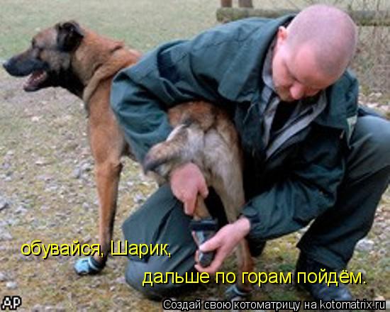 обувайся, Шарик, дальше по горам пойдём.... Котоматрица: обувайся, Шарик, дальше по горам пойдём.