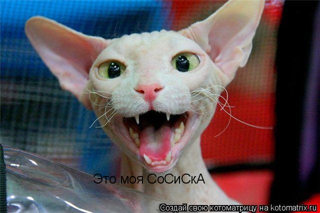 Это моя СоСиСкА... Котоматрица: Это моя СоСиСкА