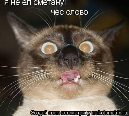 я не ел сметану! чес слово... Котоматрица: я не ел сметану! чес слово