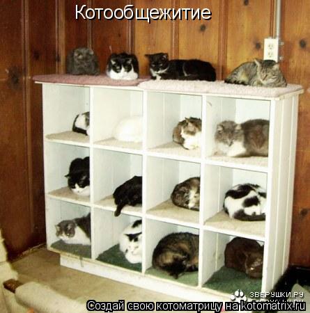 Котообщежитие... Котоматрица: Котообщежитие