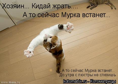 Хозяин... Кидай жрать.... А то сейчас Мурка встанет... А то сейчас Мурка встанет... До утра с люстры ... Котоматрица: Хозяин... Кидай жрать.... А то сейчас Мурка встанет... А то сейчас Мурка встанет... До утра с люстры не слезишь