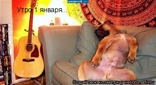 Утро 1 января...... Котоматрица: Утро 1 января...