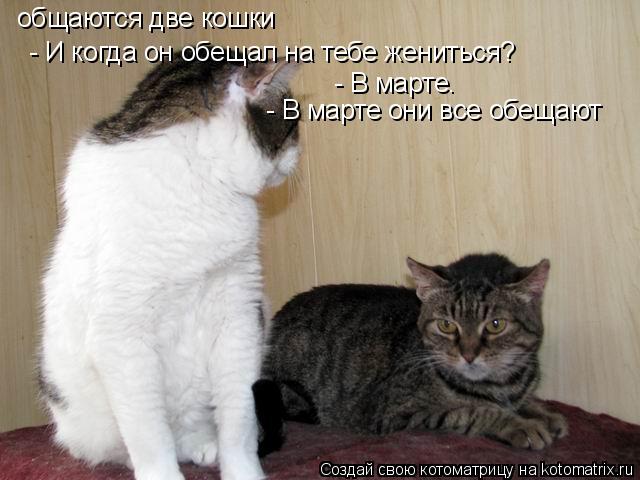 общаются две кошки - И когда он обещал на тебе жениться? - В марте. - В марте они все обещают... Котоматрица: общаются две кошки - И когда он обещал на тебе жениться? - В марте. - В марте они все обещают