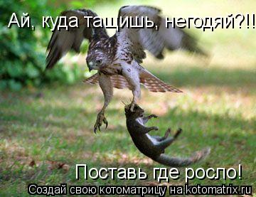 Ай, куда тащишь, негодяй?!! Поставь где росло!... Котоматрица: Ай, куда тащишь, негодяй?!! Поставь где росло!
