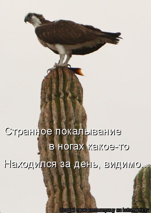Странное покалывание в ногах какое-то Находился за день, видимо....... Котоматрица: Странное покалывание в ногах какое-то Находился за день, видимо....