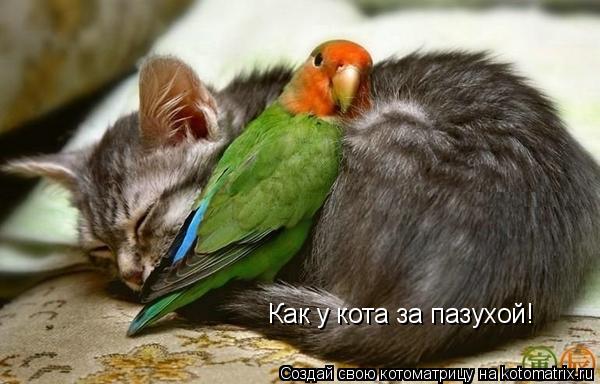 Как у кота за пазухой!... Котоматрица: Как у кота за пазухой!