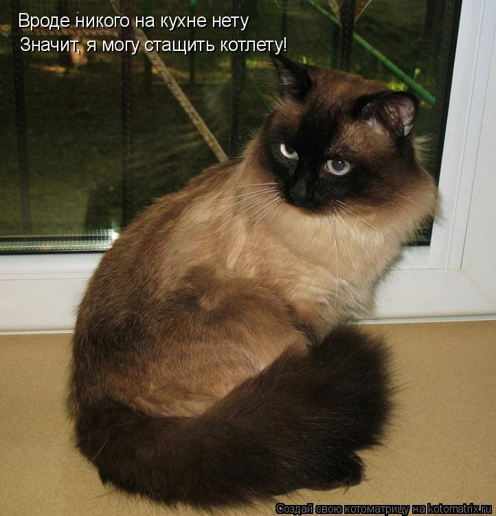 Вроде никого на кухне нету Значит, я могу стащить котлету!... Котоматрица: Вроде никого на кухне нету Значит, я могу стащить котлету!
