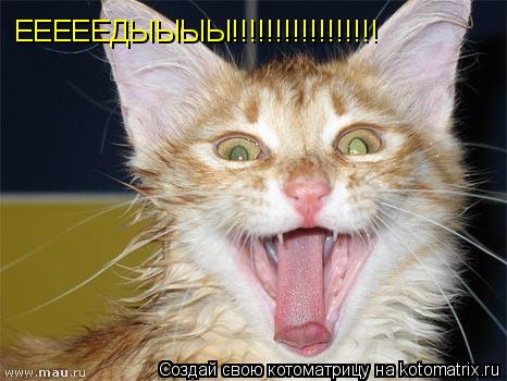 ЕЕЕЕЕДЫЫЫЫ!!!!!!!!!!!!!!!!!... Котоматрица: ЕЕЕЕЕДЫЫЫЫ!!!!!!!!!!!!!!!!!