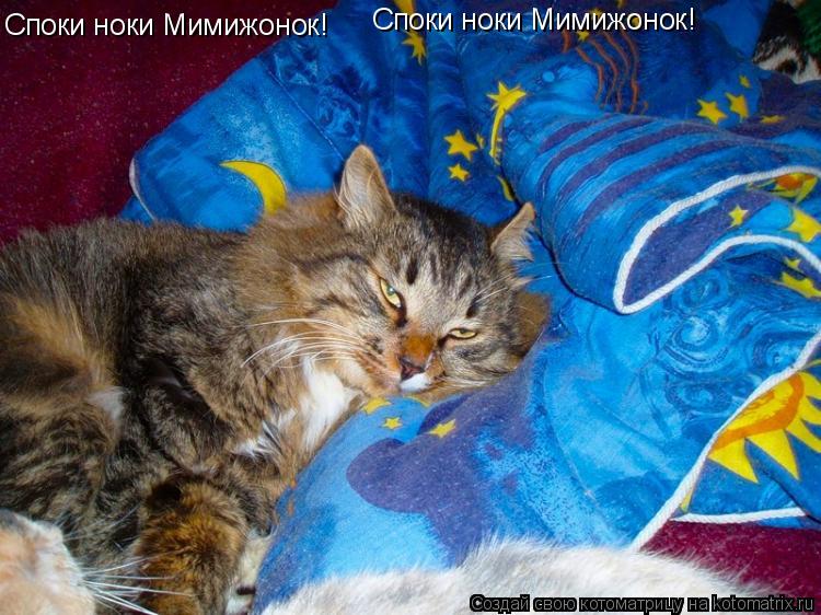 Споки ноки Мимижонок! Споки ноки Мимижонок!... Котоматрица: Споки ноки Мимижонок! Споки ноки Мимижонок!
