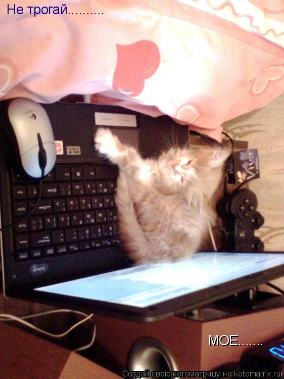 Не трогай.......... МОЕ.......... Котоматрица: Не трогай.......... МОЕ.......