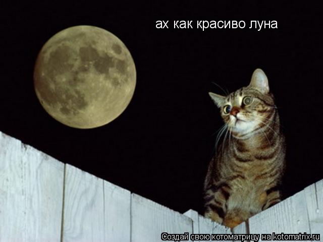 ах как красиво луна... Котоматрица: ах как красиво луна