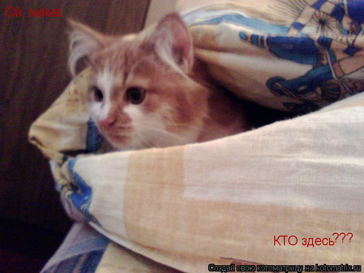Ой, мама.... КТО здесь ???... Котоматрица: Ой, мама.... КТО здесь ???