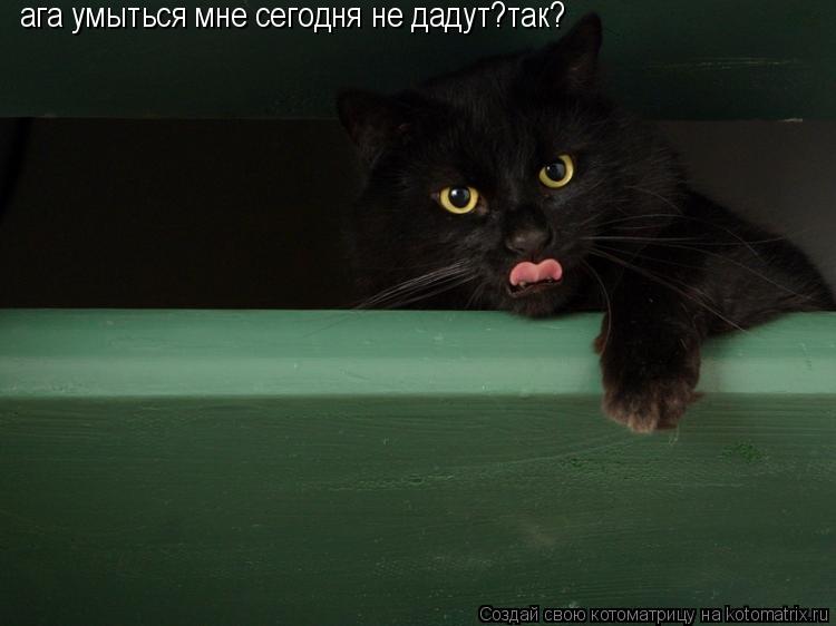 ага умыться мне сегодня не дадут?так?... Котоматрица: ага умыться мне сегодня не дадут?так?
