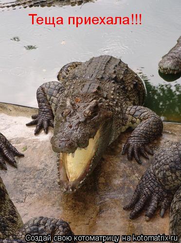 Теща приехала!!!... Котоматрица: Теща приехала!!!