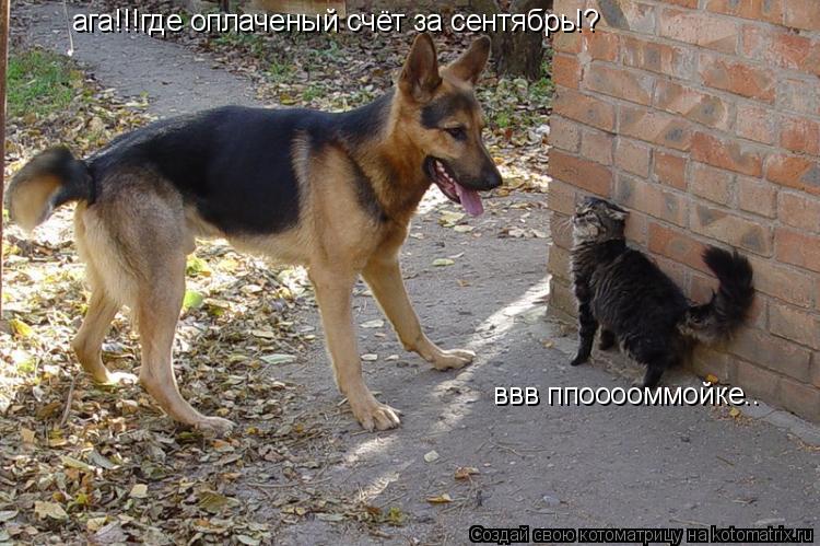 ага!!!где оплаченый счёт за сентябрь!? ввв ппооооммойке..... Котоматрица: ага!!!где оплаченый счёт за сентябрь!? ввв ппооооммойке..