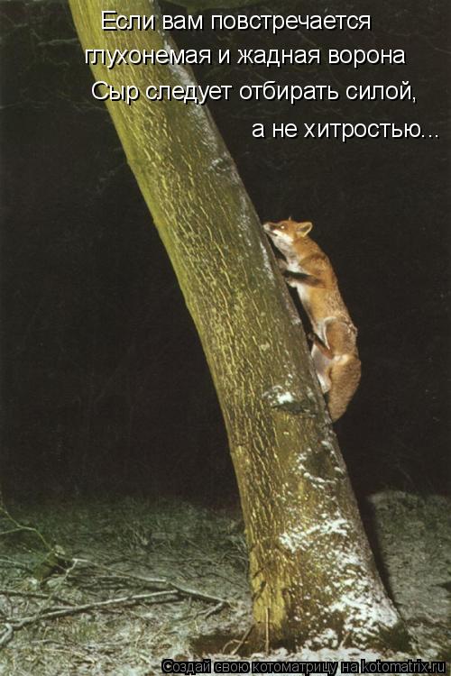 Если вам повстречается Сыр следует отбирать силой, а не хитростью... глухонемая и жадная ворона... Котоматрица: Если вам повстречается Сыр следует отбирать силой, а не хитростью... глухонемая и жадная ворона