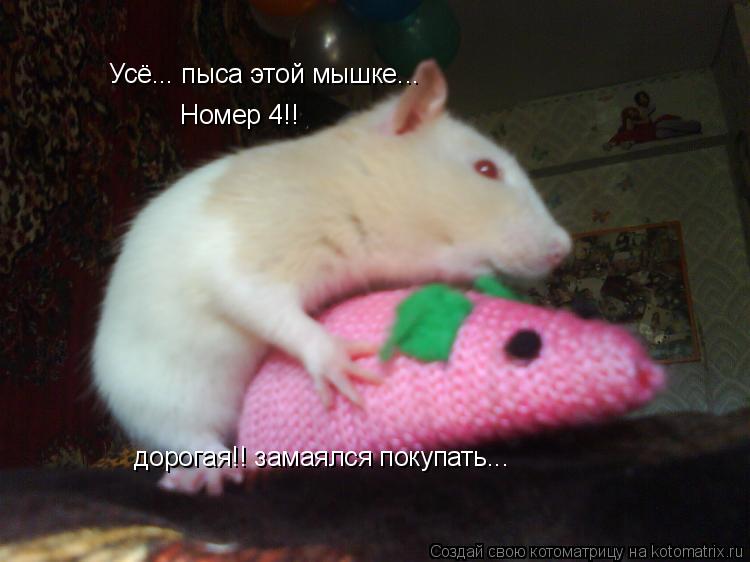 Усё... пыса этой мышке... Номер 4!! дорогая!! замаялся покупать...... Котоматрица: Усё... пыса этой мышке... Номер 4!! дорогая!! замаялся покупать...