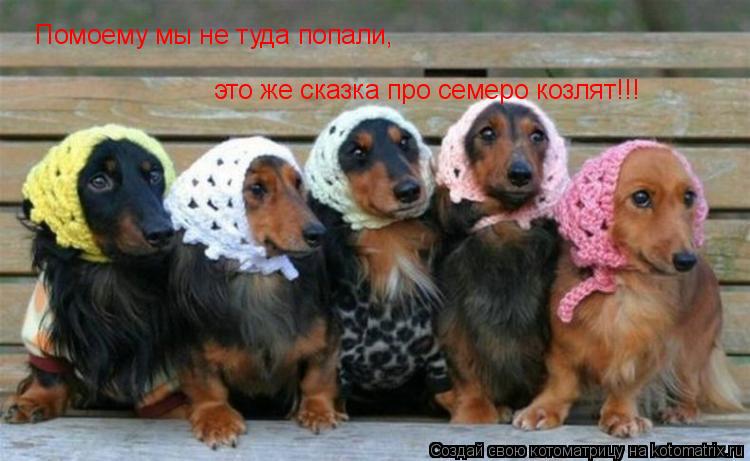 Помоему мы не туда попали, это же сказка про семеро козлят!!!... Котоматрица: Помоему мы не туда попали, это же сказка про семеро козлят!!!