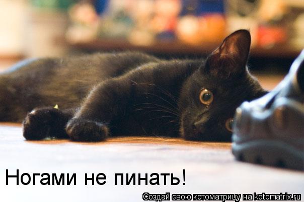 Котоматрица: Ногами не пинать!