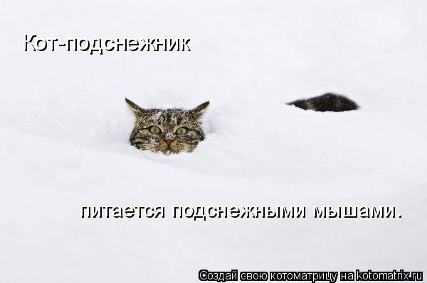 Кот-подснежник питается подснежными мышами.... Котоматрица: Кот-подснежник питается подснежными мышами.