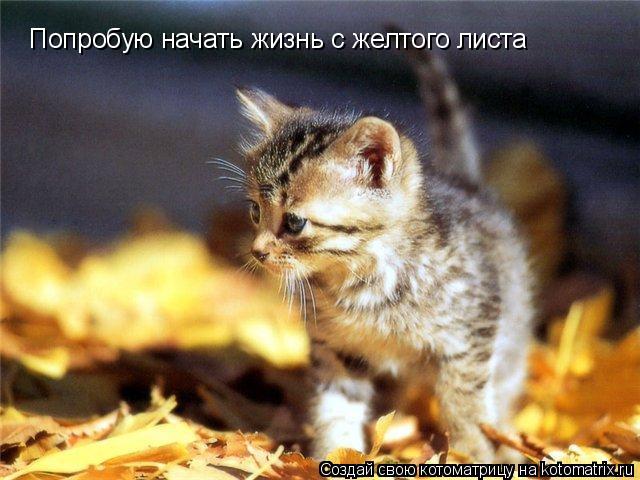 Попробую начать жизнь с желтого листа... Котоматрица: Попробую начать жизнь с желтого листа