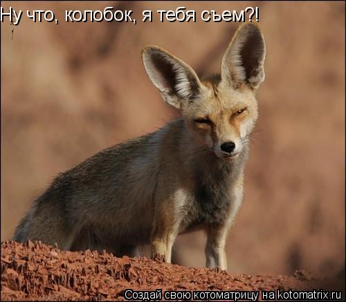 Ну что, колобок, я тебя съем?!... Котоматрица: Ну что, колобок, я тебя съем?!