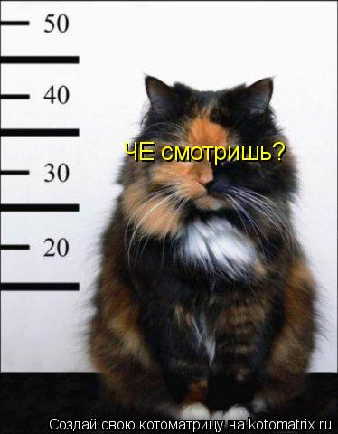 ЧЕ смотришь?... Котоматрица: ЧЕ смотришь?
