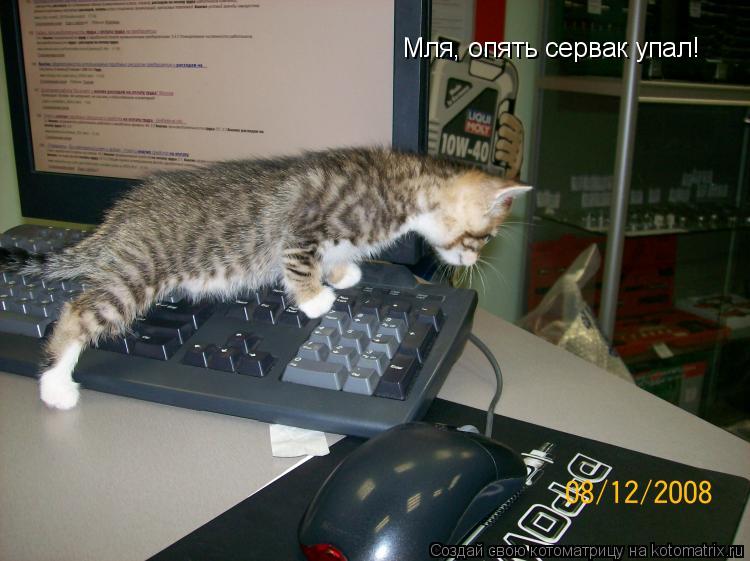 Мля, опять сервак упал!... Котоматрица: Мля, опять сервак упал!