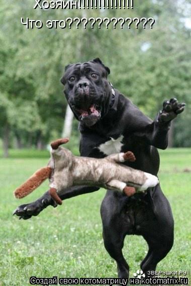 Хозяин!!!!!!!!!!!!!! Что это????????????... Котоматрица: Хозяин!!!!!!!!!!!!!! Что это????????????