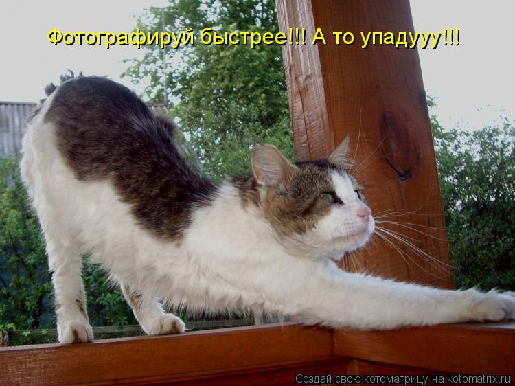 Фотографируй быстрее!!! А то упадууу!!!... Котоматрица: Фотографируй быстрее!!! А то упадууу!!!
